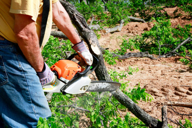 Reliable Ambridge, PA Tree Service Solutions